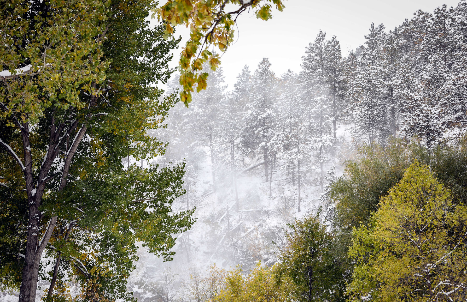 First Snowfall of the Winter